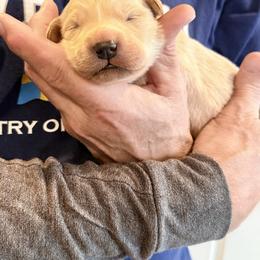Mr. Green, Diesel - Golden male Golden Retriever puppy in Crawfordsville, Indiana from Sunridge Goldens