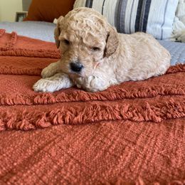 Bernedoodle and Labradoodle Puppies from Royal Doodles