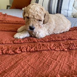 Bernedoodle and Labradoodle Puppies from Royal Doodles
