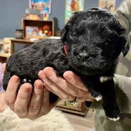 Aussiedoodle Puppies from Lisa Edge - EdgeCo's Hilltop Aussiedoodles