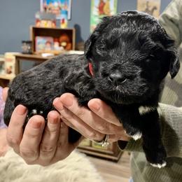 Aussiedoodle Puppies from Lisa Edge - EdgeCo's Hilltop Aussiedoodles