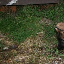 Shiloh Shepherd Puppies from Solace Shilohs