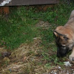 Shiloh Shepherd Puppies from Solace Shilohs