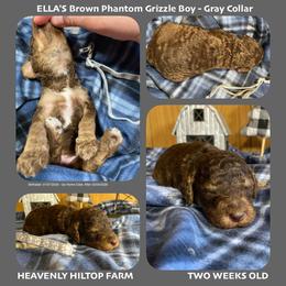 Brown Grizzle phantom - Gray Collar - Phantom male Poodle puppy in Charlo, Montana from Heavenly Hilltop Farm
