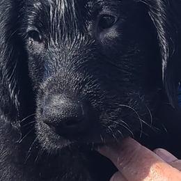 Flat-Coated Retriever Puppies from JUBILEE KENNELS - AKC AWARD of MERIT BREEDER since 1998