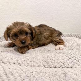 Daisy - Sable female Yorkshire Terrier puppy in Carencro, Louisiana from Ledet’s Yorkies
