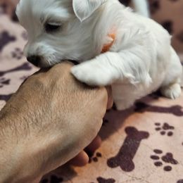 Maltese Puppies from Emotional Amor Support