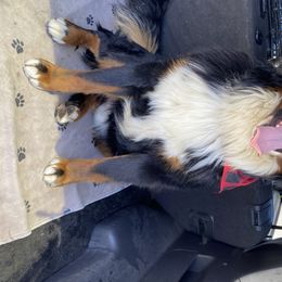 Ty - Bernese Mountain Dog