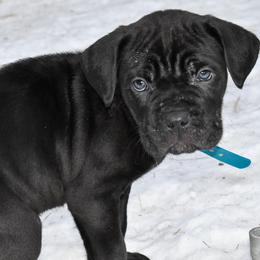 Turquoise - Black female Cane Corso puppy in Sault Ste Marie, Michigan from Willow Creek Cane Corsos