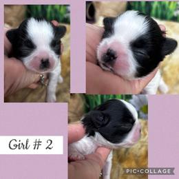 Sally - Black and white female Shih Tzu puppy in Claremont, California from Lovable Shih Tzus