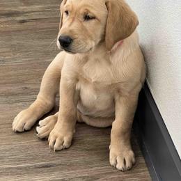 Labrador Retriever Puppies from Branley's Riverside Labradors