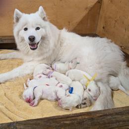 Boy 1 - White male Samoyed puppy in Effingham, Illinois from The Office Pups