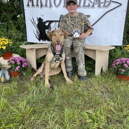 Sora - Chesapeake Bay Retriever