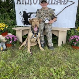 Sora - Chesapeake Bay Retriever