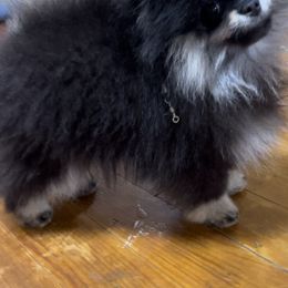 Cinder Moon - Pomeranian puppy in Eastman, Georgia from Silver’s Reigning Heir Poms