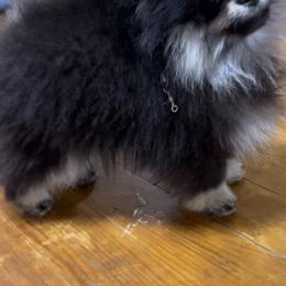 Cinder Moon - Pomeranian puppy in Eastman, Georgia from Silver’s Reigning Heir Poms