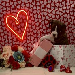 Lock - Brindle male Boxer puppy in La Vernia, Texas from Chilham Boxers
