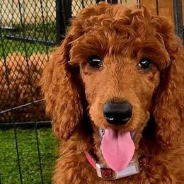 Princess Kate Red Rosa - Poodle puppy from Rosa Red Standard Poodles