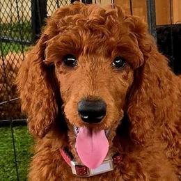Princess Kate Red Rosa - Poodle puppy from Rosa Red Standard Poodles