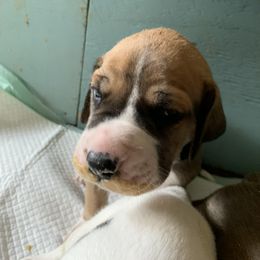 Great Dane Puppies from Cook’s Gentle Giants