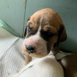 Great Dane Puppies from Cook’s Gentle Giants