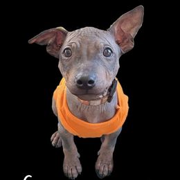 Snickers - Black and tan male American Hairless Terrier puppy in Cañon City, Colorado from Chupacabra Kennel
