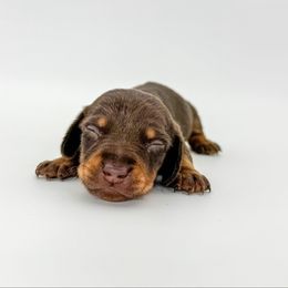 Charlie - Chocolate and tan male Dachshund puppy in Waddell, Arizona from Neu Doxies