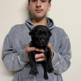 Boy 2 - Black male Cane Corso puppy in Kaufman, Texas from Phantom Corsos