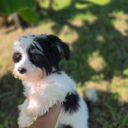 Tri color male - Piebald male Morkie puppy in Loxahatchee, Florida from Cristy's Morkies
