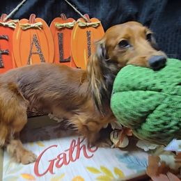 Max (Bubby) - Dachshund