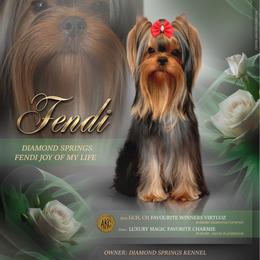 Fendi - Yorkshire Terrier