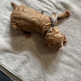 Alaska - Red  male Poodle puppy in Mount Vernon, Illinois from AMC Poodles