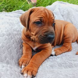 Rhodesian Ridgeback Puppies from Country View Ridgebacks