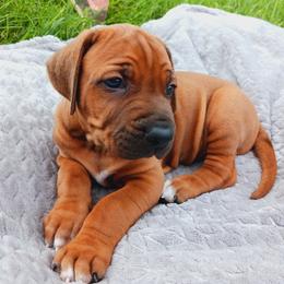 Rhodesian Ridgeback Puppies from Country View Ridgebacks