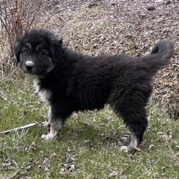 Pumpernickel - Brindle female Colorado Mountain Dog puppy in Cotopaxi, Colorado from Waterloo Mountain Farm