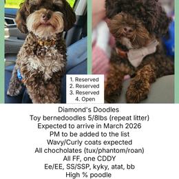 Bernedoodle puppies from Diamond's Doodles
