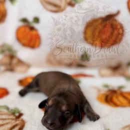 Casper - Cream male Dachshund puppy in Winder, Georgia from Southern Drawl Dachshunds