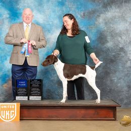 Duchess - German Shorthaired Pointer
