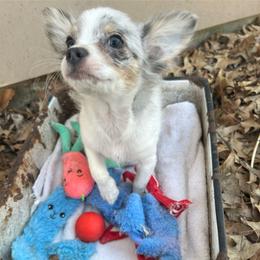 Chihuahua Puppies from My Crzy Chihuahuas
