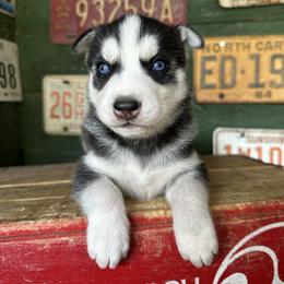 Baxter - Black and white male Siberian Husky puppy in Burnsville, North Carolina from Peterson Puppies