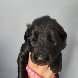 Bailey - Black female German Shepherd puppy in White Cloud, Michigan from Von WestLynn German Shepherds