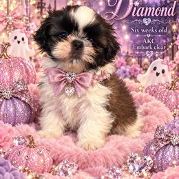 Diamond - Brindle and white female Shih Tzu puppy in Dallas, Texas from Almost Heaven Shih Tzu