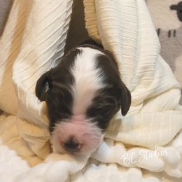Aussiedoodle, Poodle, and Sheepadoodle Puppies from BellCoop Ranch