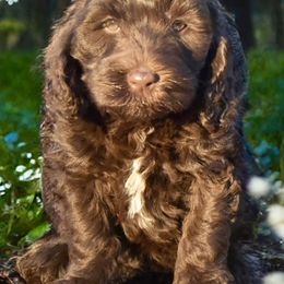 Australian Labradoodles from Skyedoodles Labradoodles