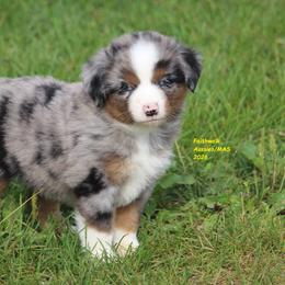 Kix - blue eyes - Blue merle male Miniature American Shepherd puppy in Hillsdale, Michigan from Faithwalk Aussies and Mini American Shepherds