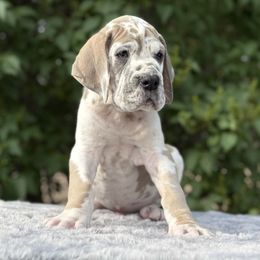 Sergio - Harlequin male Great Dane puppy in Beulah, Michigan from Northwood Euro Danes and Bassets