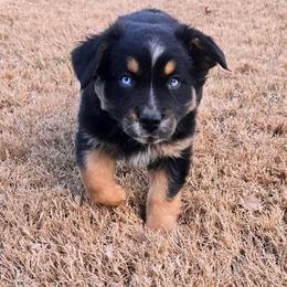 Abraham - Black tri-color male Australian Shepherd puppy in Owensboro, Kentucky from JnT's Bluegrass Mini Aussies