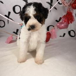 Prancer - Parti female Poodle puppy in Luana, Iowa from Country View Bernedoodles and Goldendoodles