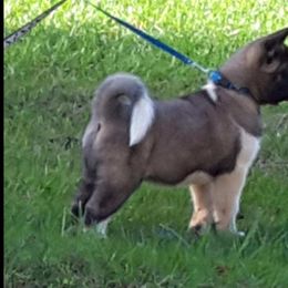 Akita Puppies from Magnolia Akitas