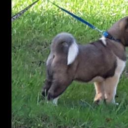 Akita Puppies from Magnolia Akitas